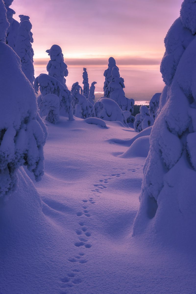 Trails in snow